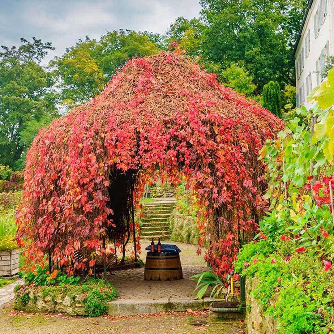 Qué hacer en el barrio de Montmartre en otoño, además de vendimiar