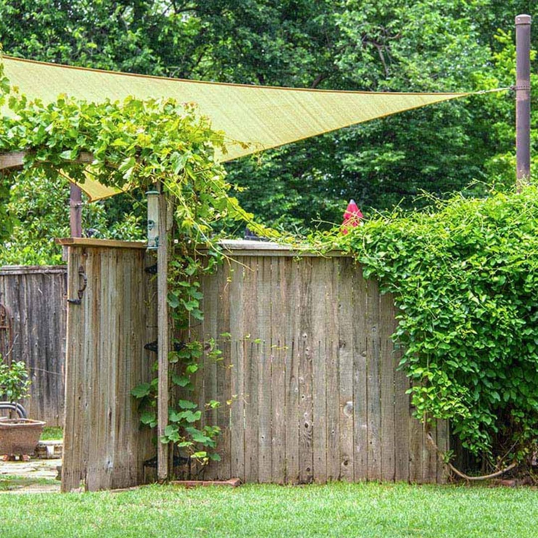 Descubre las claves para cultivar enredaderas en tu jardín