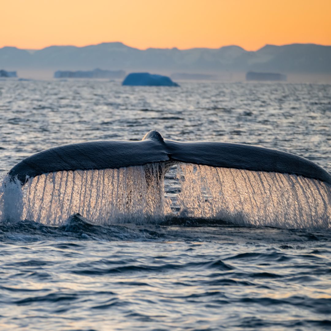 Ballena bajo el sol de medianoche en la bahía de Disko, Groenlandia