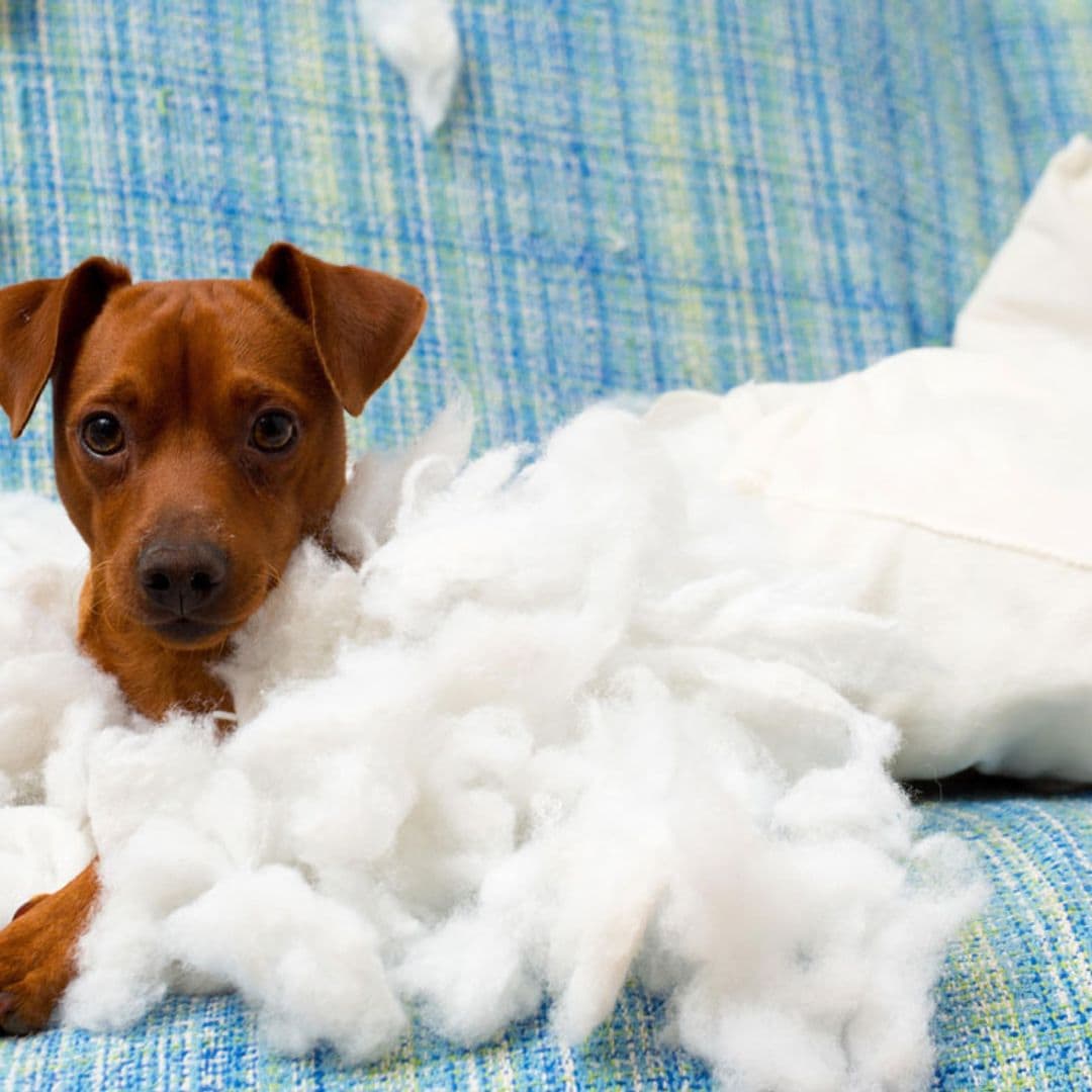 ¿Por qué mi perro cachorro lo muerde todo?