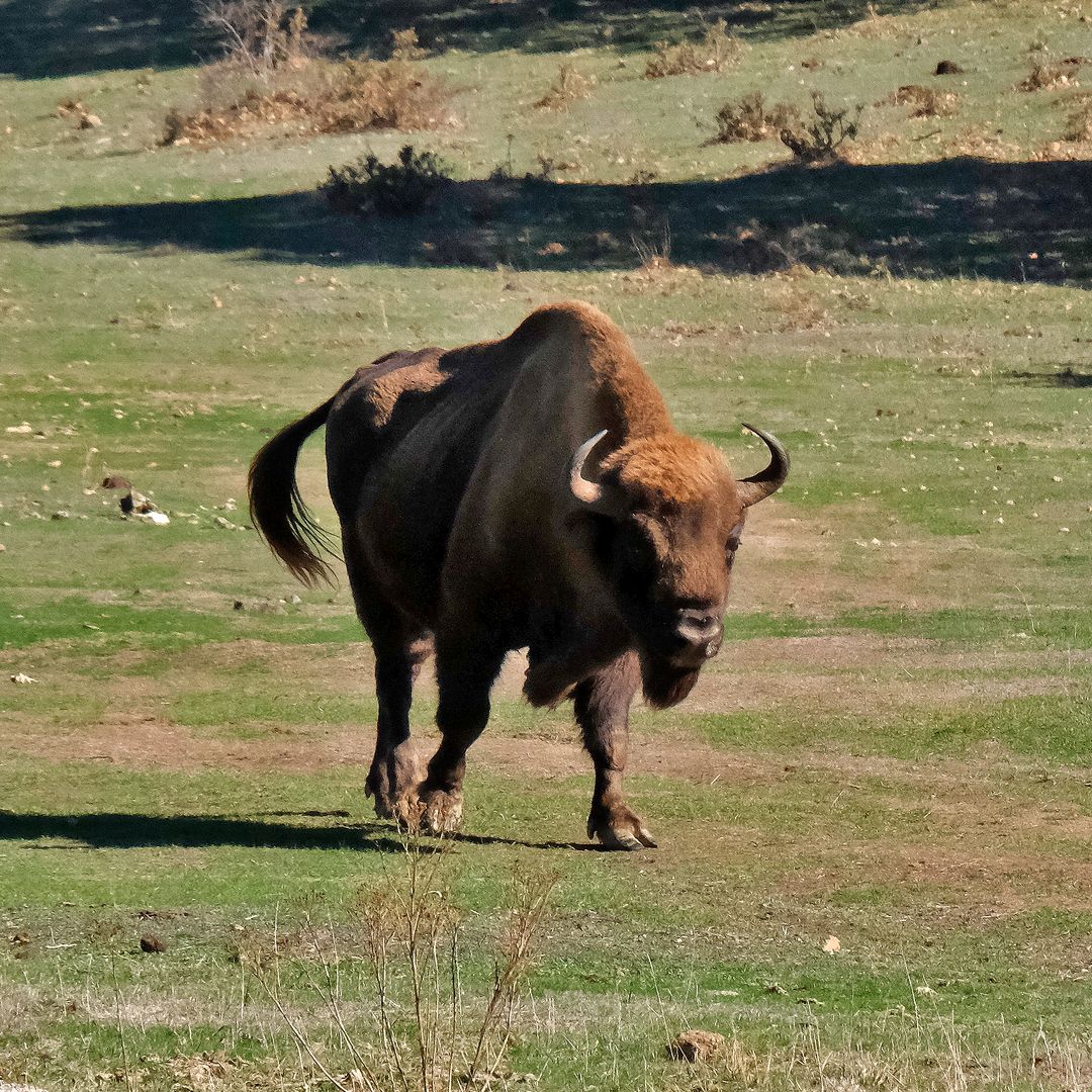 Bisonte de Paleolítico Vivo, Salguero de Juarros, Burgos
