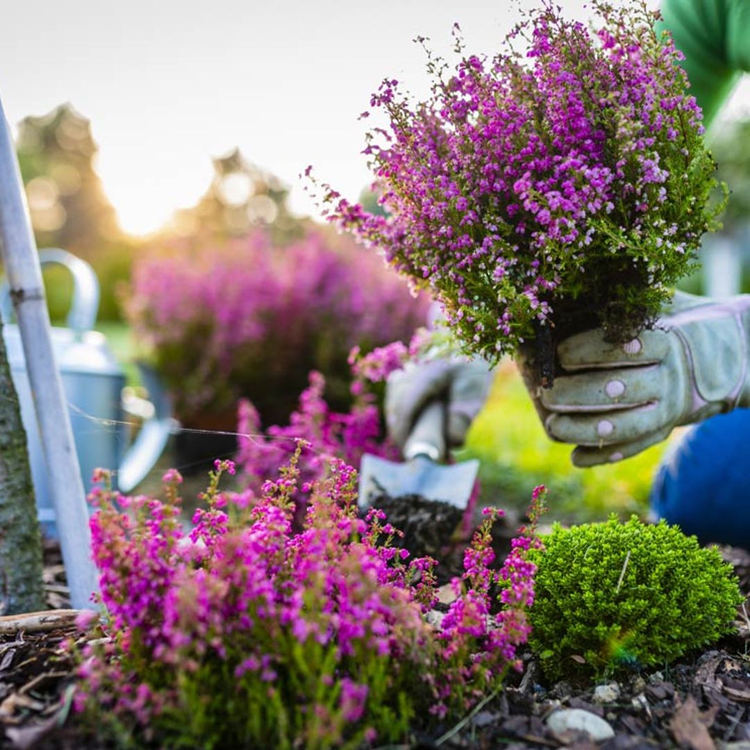 ¿Sabes qué trabajos hay que realizar en el jardín durante el otoño?