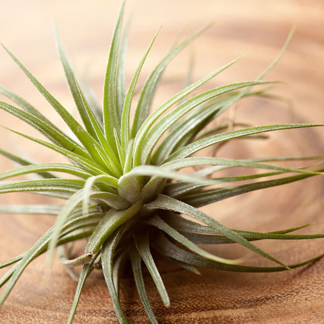 Cómo cultivar plantas de aire para decorar tu casa