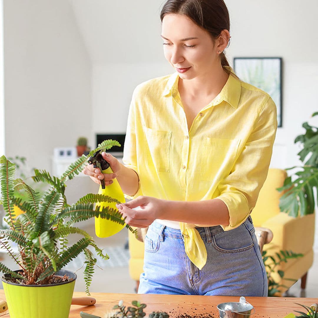 Todas las claves para cultivar helechos como plantas de interior