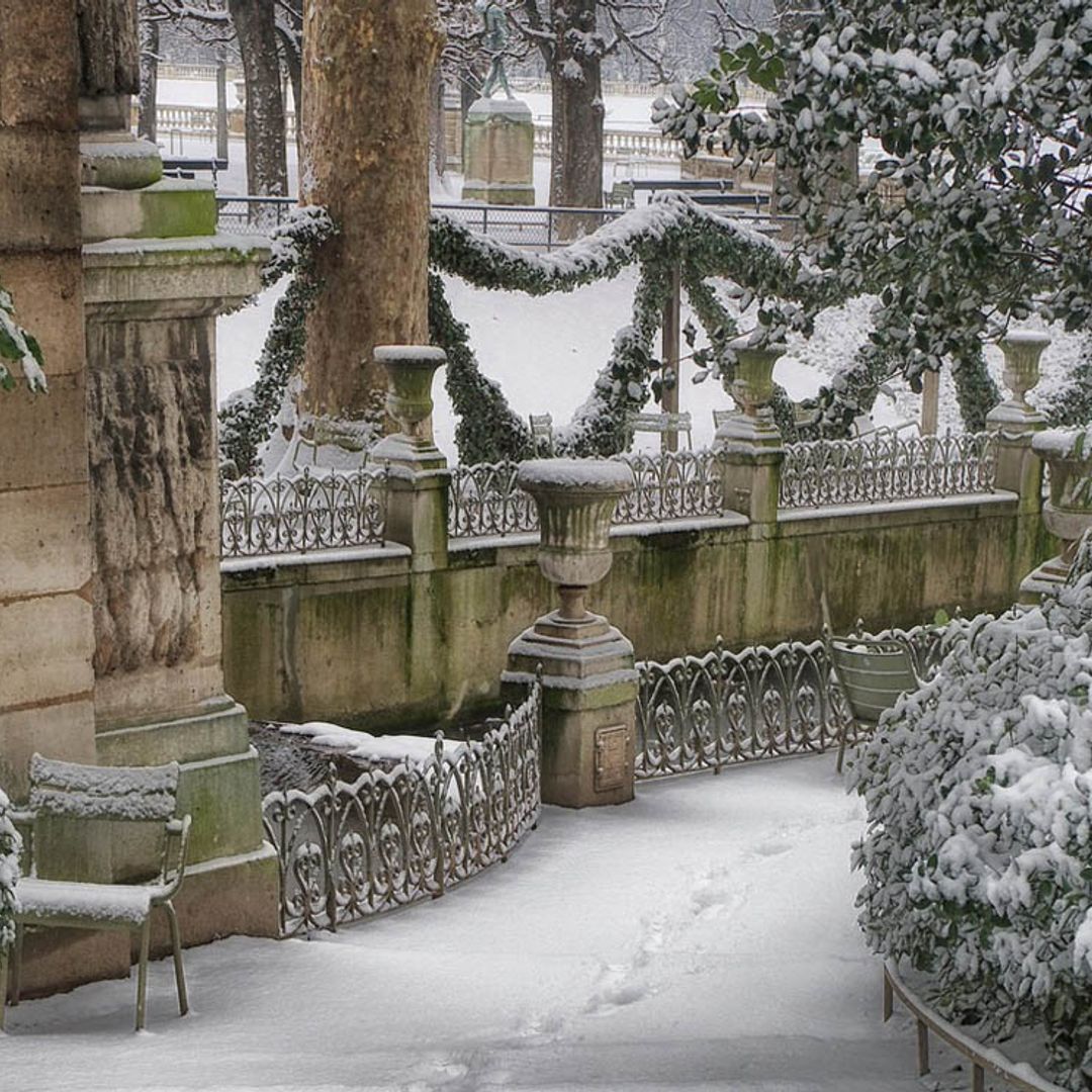Hermosas plantas autóctonas para decorar los jardines durante el invierno