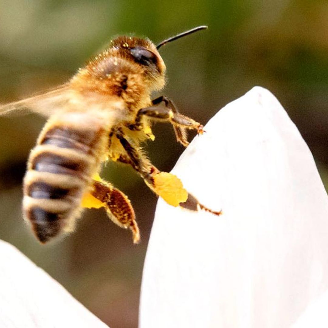 Arrancan las intensas jornadas laborales de las abejas
