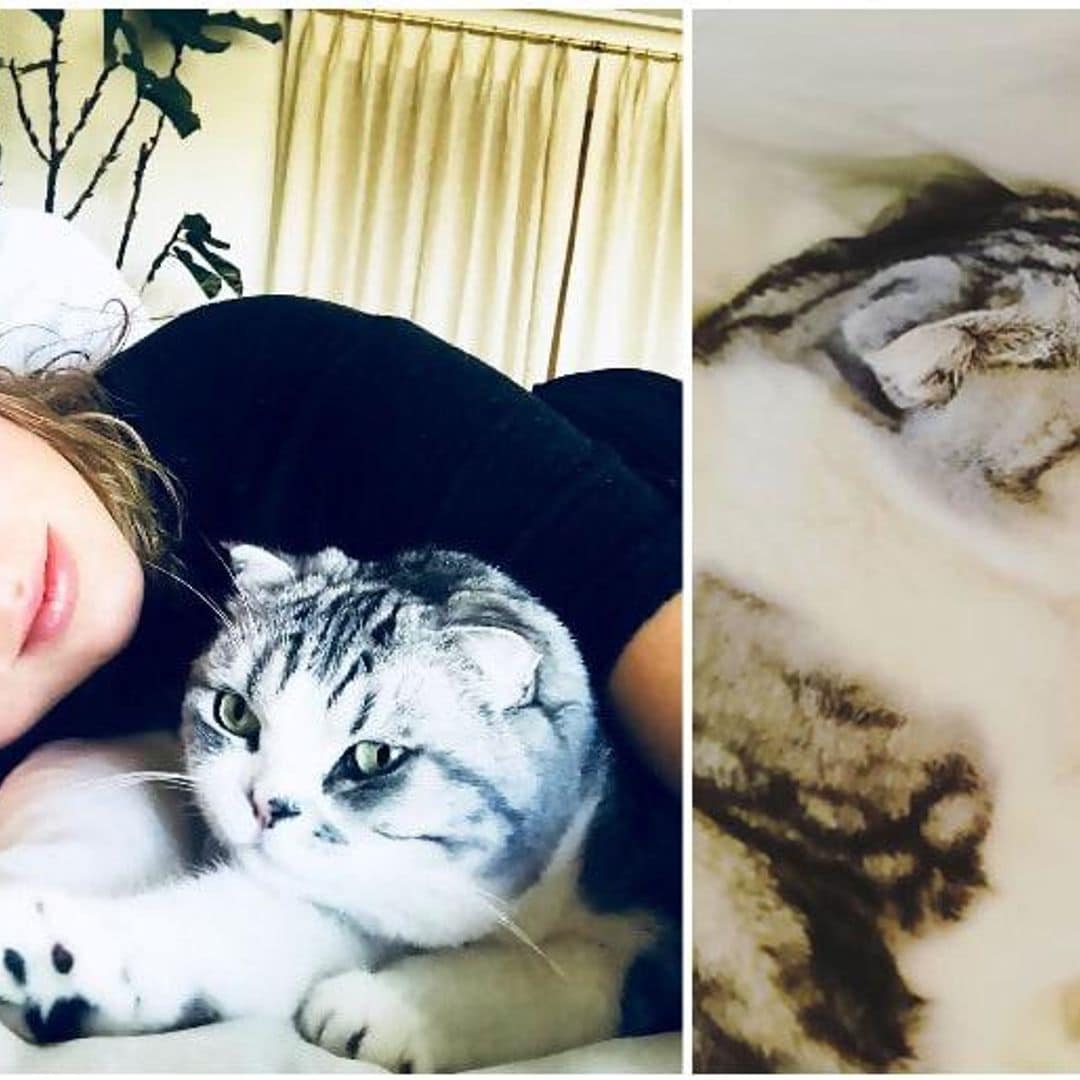 ¡Taylor Swift y su pasión felina! Conoce a sus gatos Meredith, Olivia y Benjamin