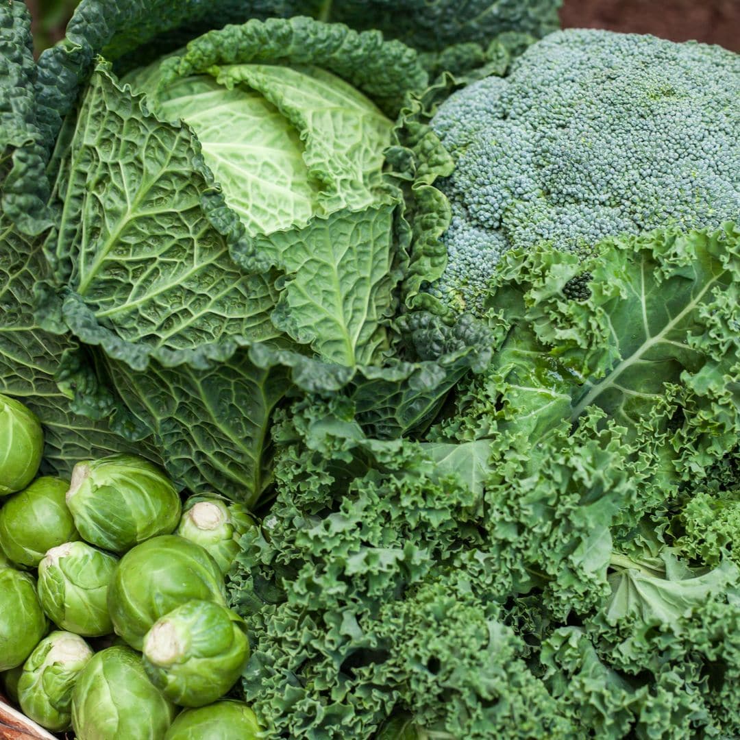 Toni Jardón, experto en horticultura: “los huertos sucumben en invierno por falta de organización”
