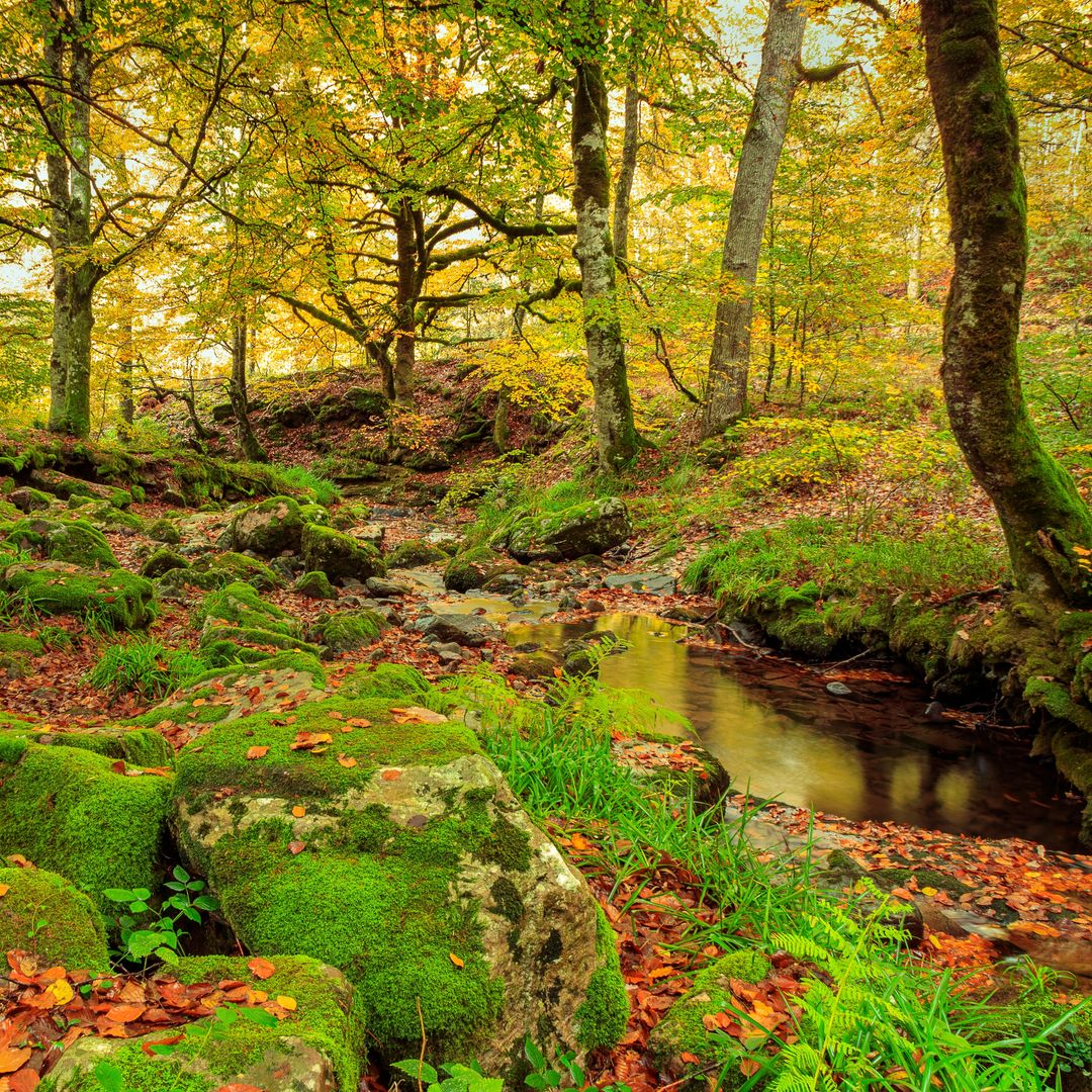 Otoño en la Selva de Irati, Navarra