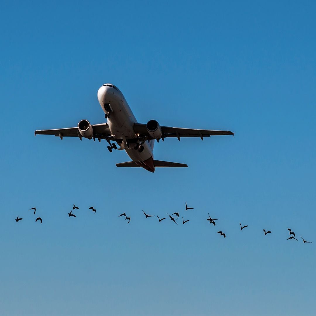 Tras el susto del vuelo IB579: así mantiene AENA a raya a las aves en Barajas y otros aeropuertos