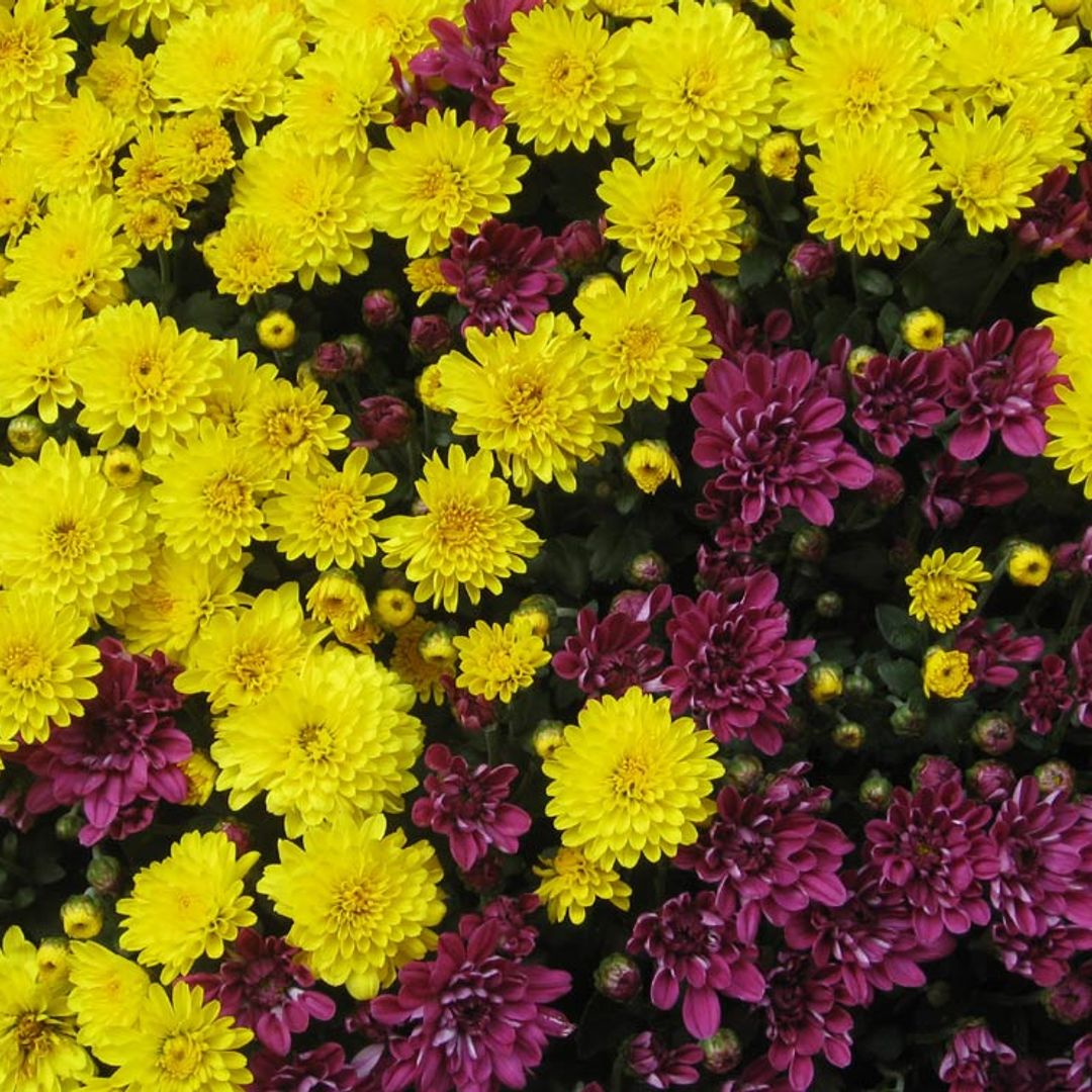 ¿Quieres cultivar plantas de siempreviva? ¡Llenarán tu jardín de color!