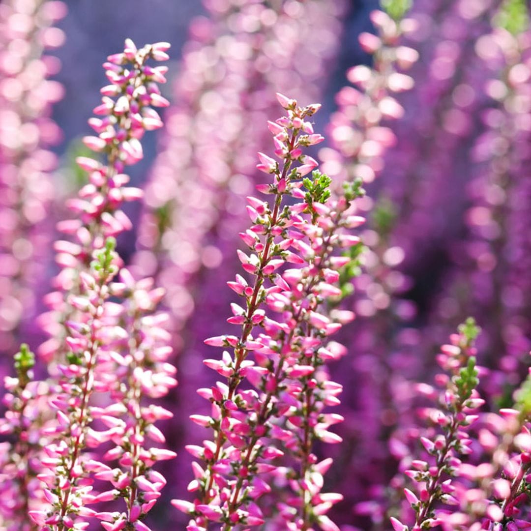 El fuerte poder ornamental del brezo alegrará tu jardín en otoño llenándolo de color