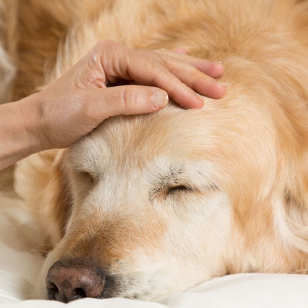 ¿Cuánto tarda tu mascota en recuperarse tras la castración?