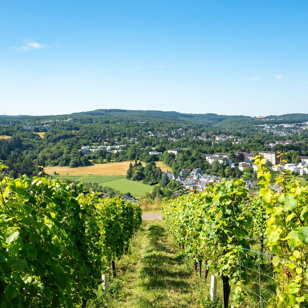 Viñedos de riesling, Tréveris, Alemania