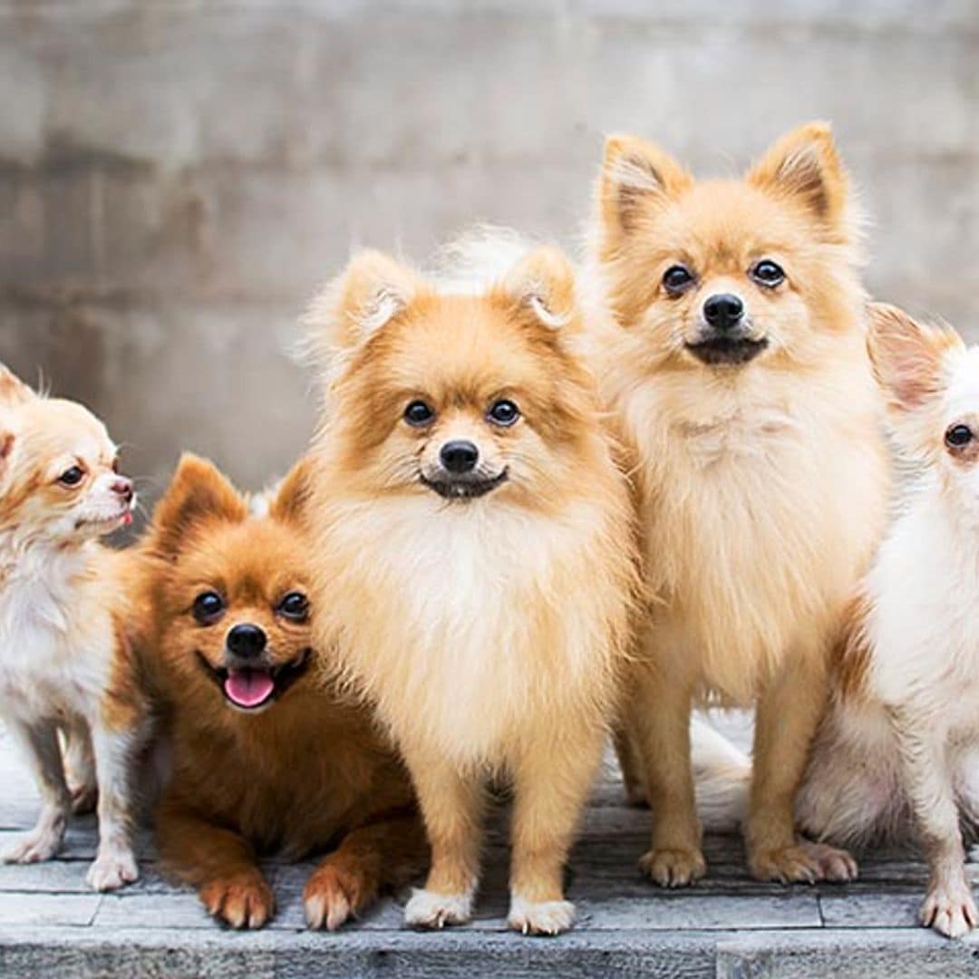 Estas son las razas de perro más longevas