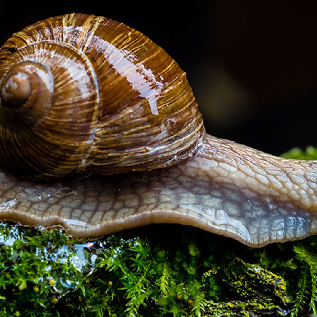 2019 ya registra la extinción de una especie animal