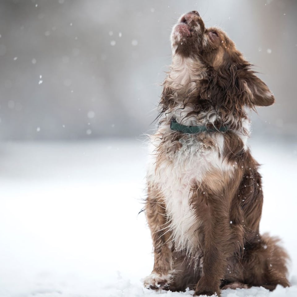 por que los perros se congelan
