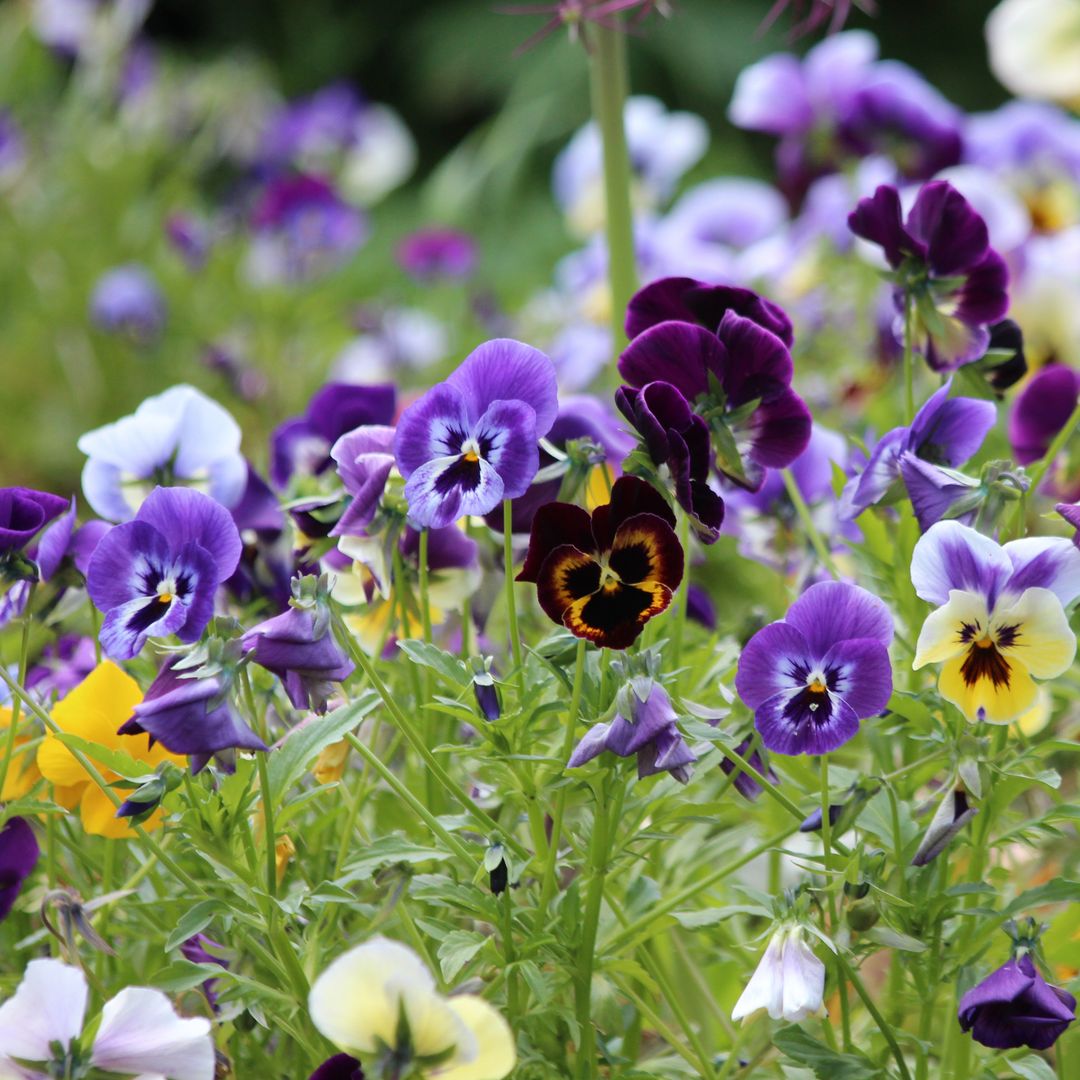Flores moradas