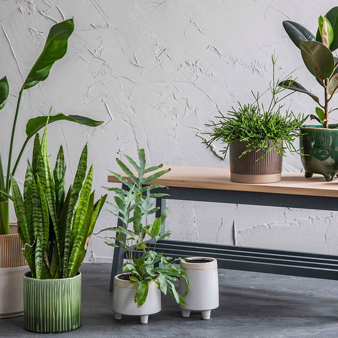 Cómo elegir las mejores macetas para tus plantas de interior y de exterior