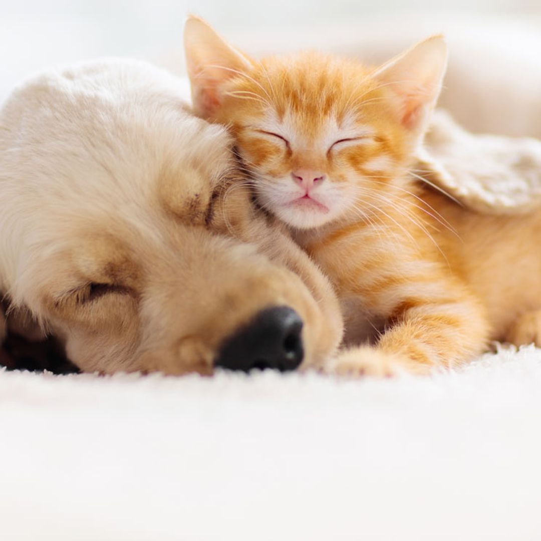 ¿Tienes ya un gato en casa y quieres una nueva mascota? Apunta estos consejos
