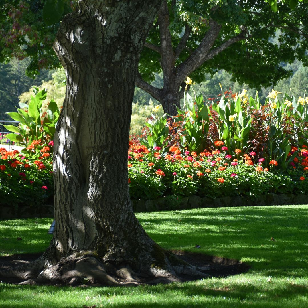 Qué plantar en septiembre en el jardín: flores, árboles y arbustos que puedes poner ahora y cómo cuidarlos