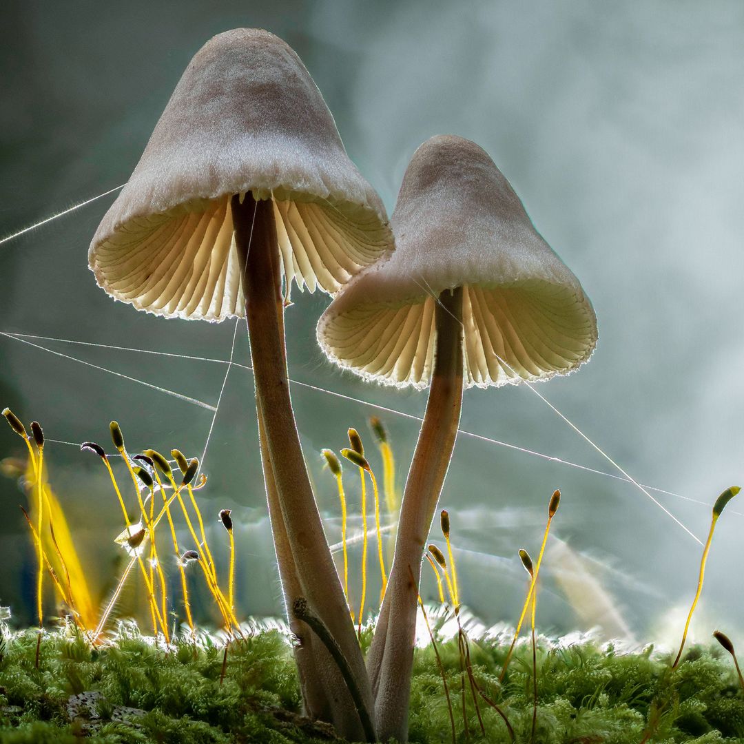 Bosques mágicos: joyas secretas que brotan del suelo