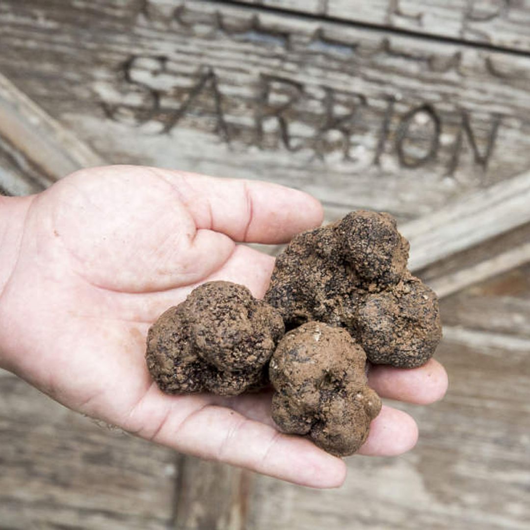 Trufas de Sarrión