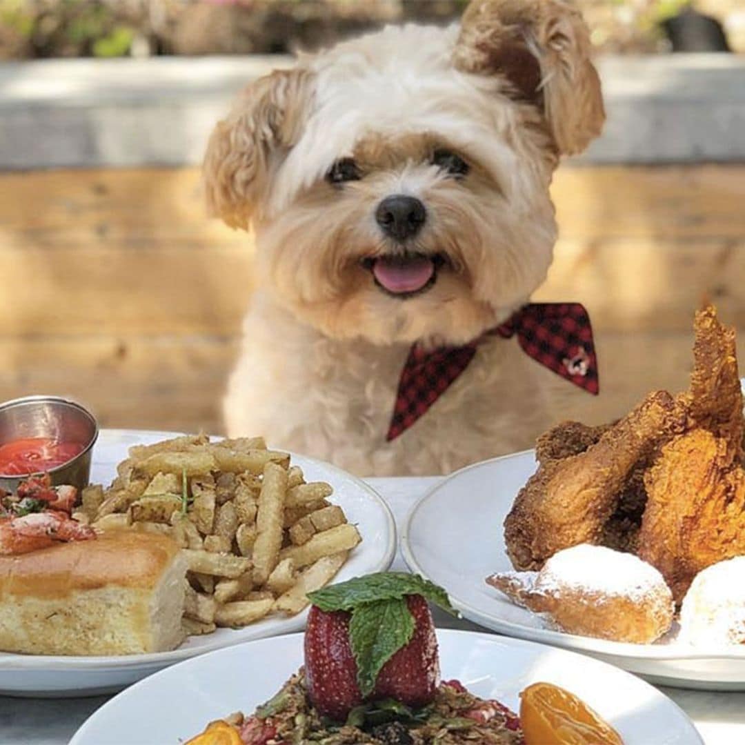 Popeye, el perrito 'foodie' que enamora en Instagram
