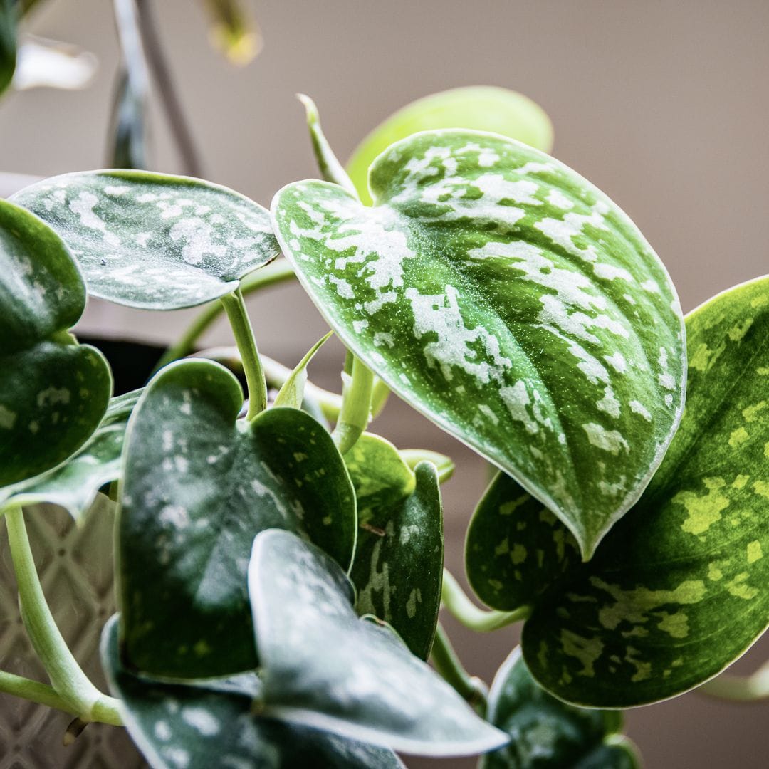 La planta de interior más fácil de cuidar y perfecta para decorar tu hogar sin esfuerzo 