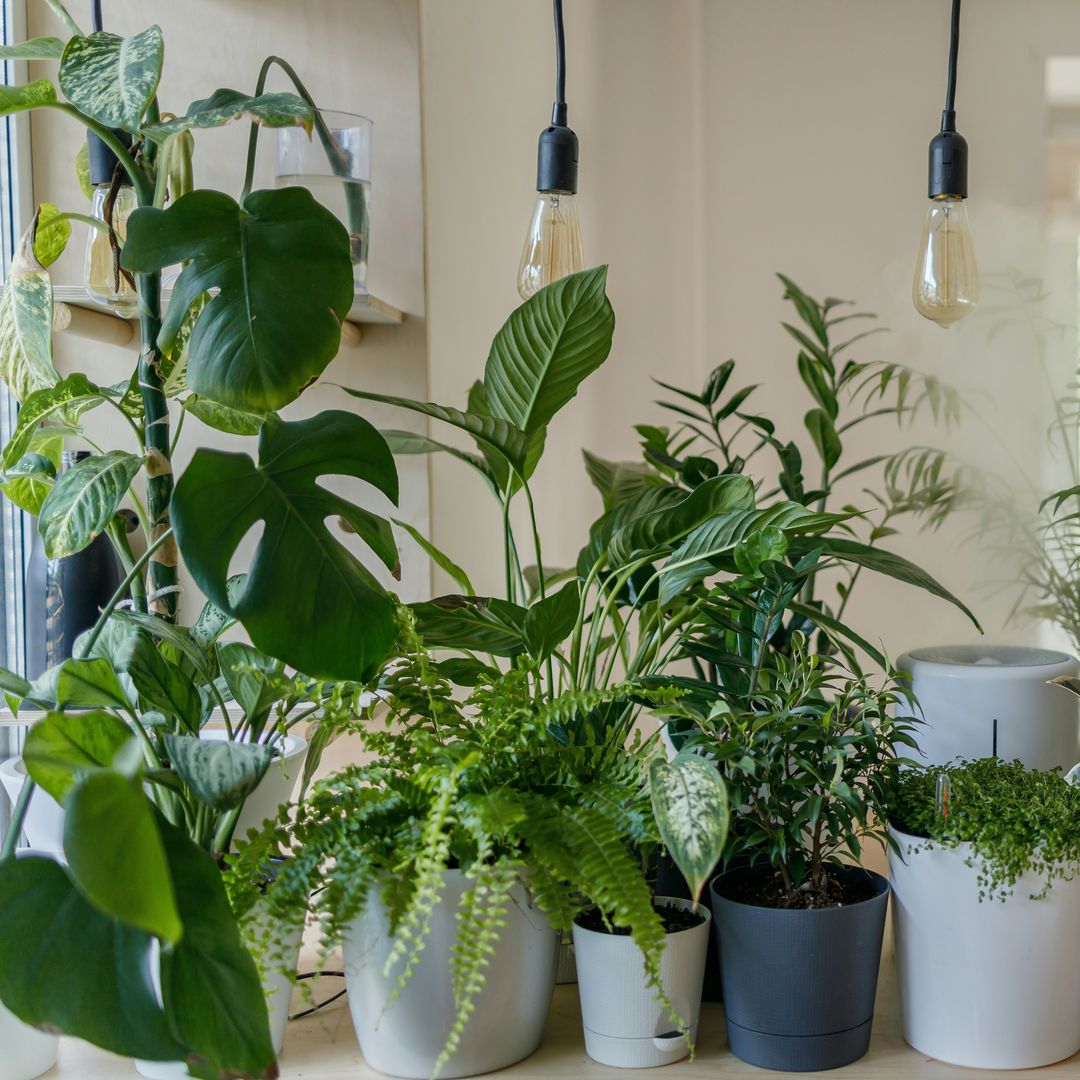 Las plantas de interior que puedes cultivar en casa con poca luz natural y que combinan diseño y frescura