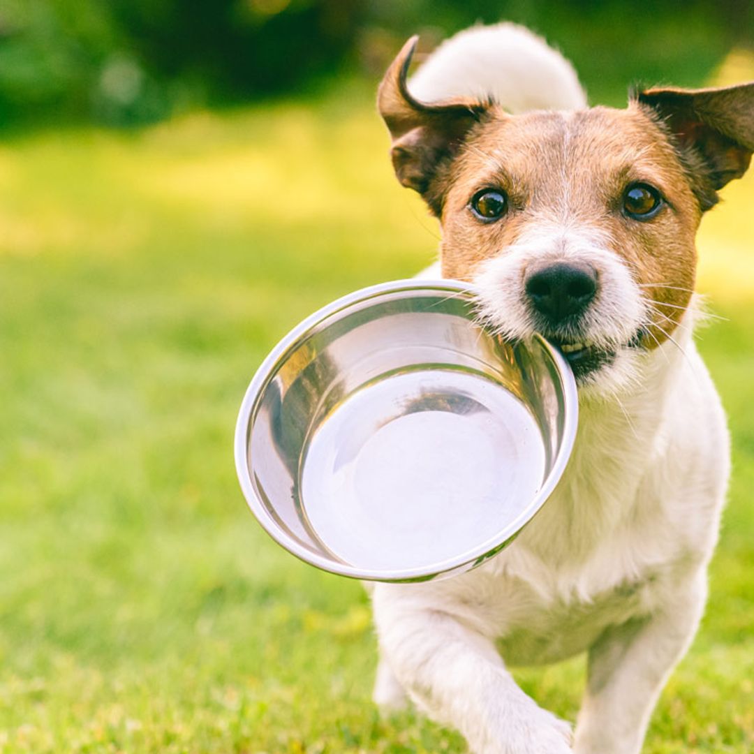 Omega 3, ¿bueno también para tu mascota?