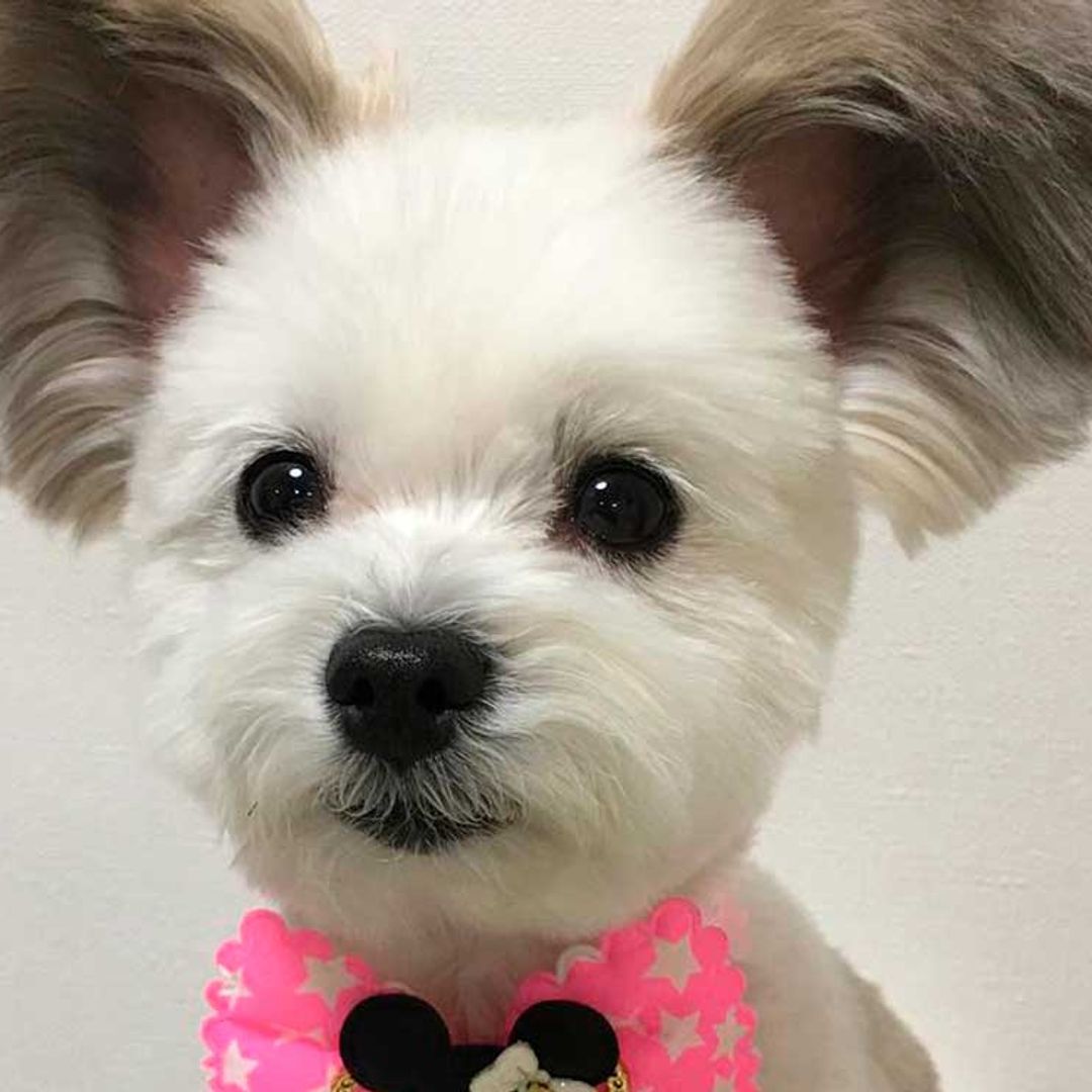 ¿Un perrito con las orejas de Mickey Mouse? Se llama Goma y es un fenómeno viral