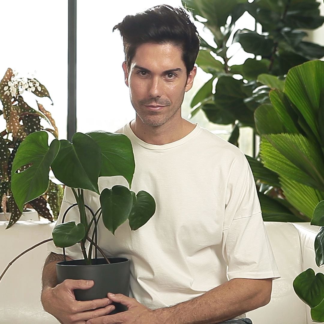 Moisés Castañeyra, experto en plantas: "Pulverizar agua no aporta humedad real; en especies exigentes solo estarás mojando la hoja"