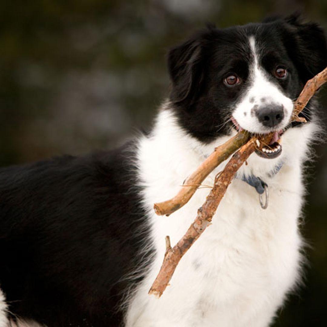 Una border collie se entusiasma al ver su triunfo en la televisión