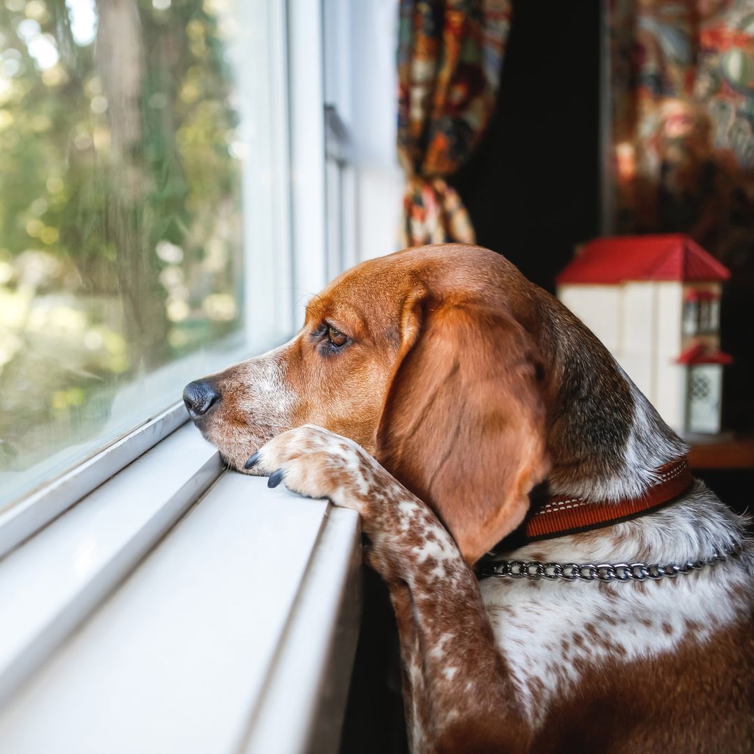 El error que cometes al despedirte de tu perro y que está empeorando su ansiedad por separación