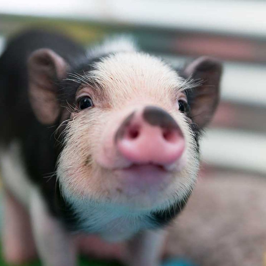 ¿Sabes qué animales están prohibidos como mascotas en España?