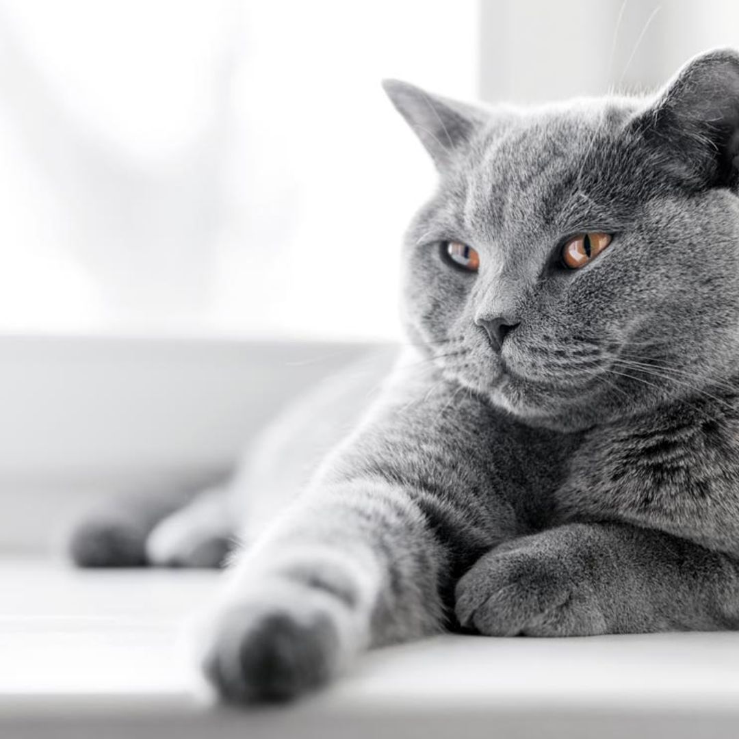Si tu gato ya es mayor, estas son las enfermedades más comunes que puede padecer