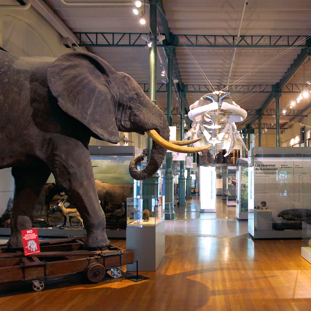 Museo de Ciencias Naturales de Madrid