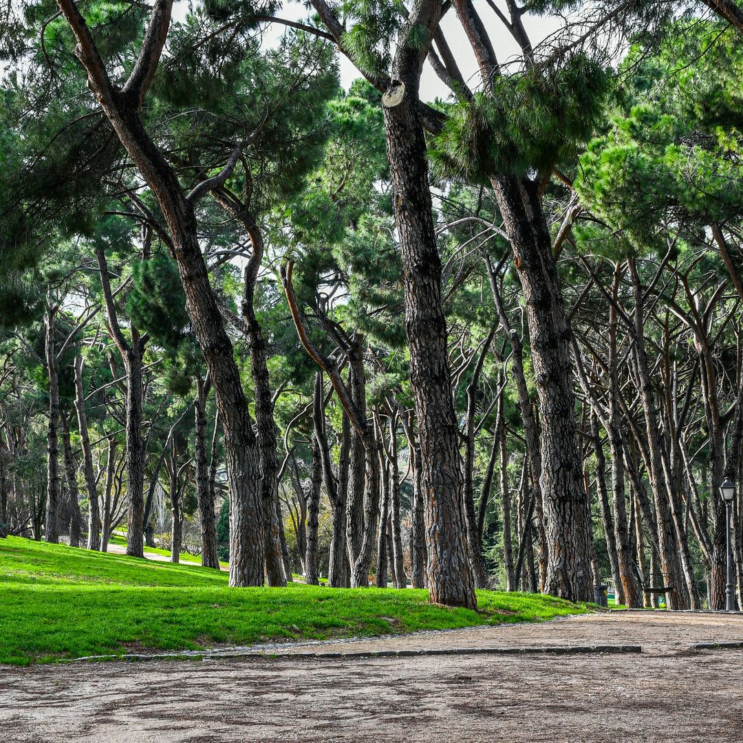 Madrileño parque del Oeste, un lugar ideal para el paseo.