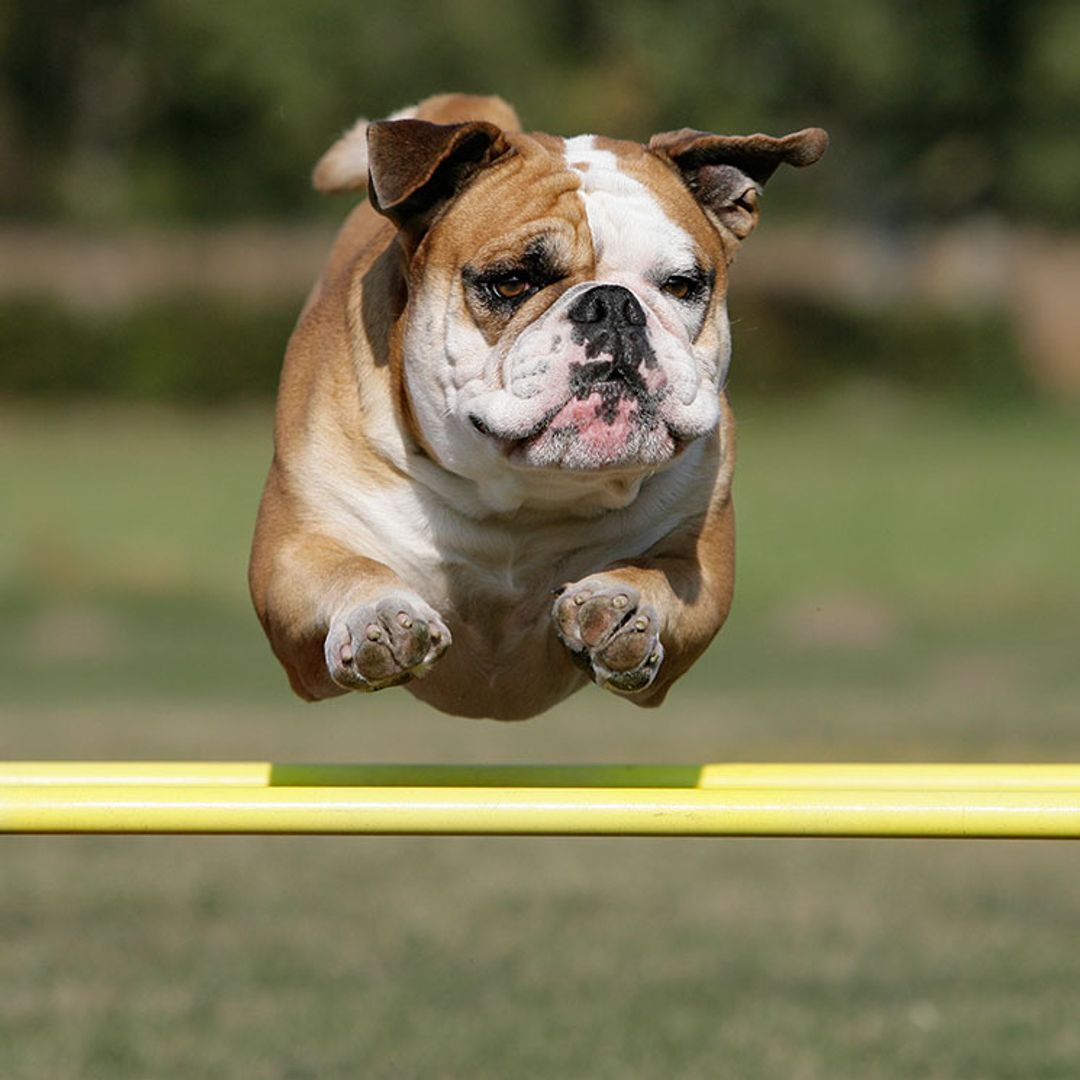 Rudy, el gran protagonista viral de los Oscar caninos