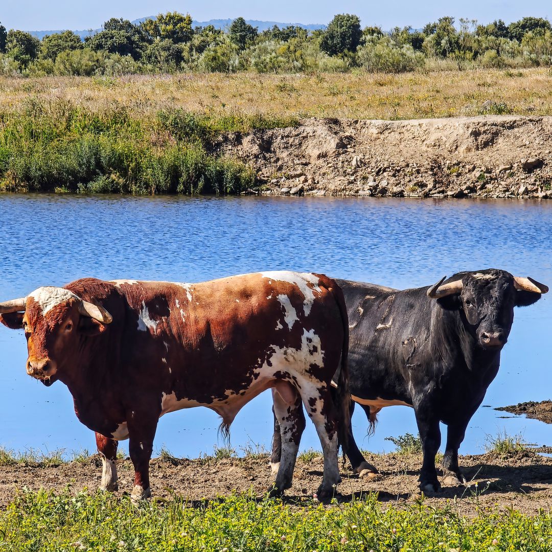 'Parque Taurásico' existe y está en Extremadura: el safari en 4x4 donde puedes ver de cerca toros de 600 kilos