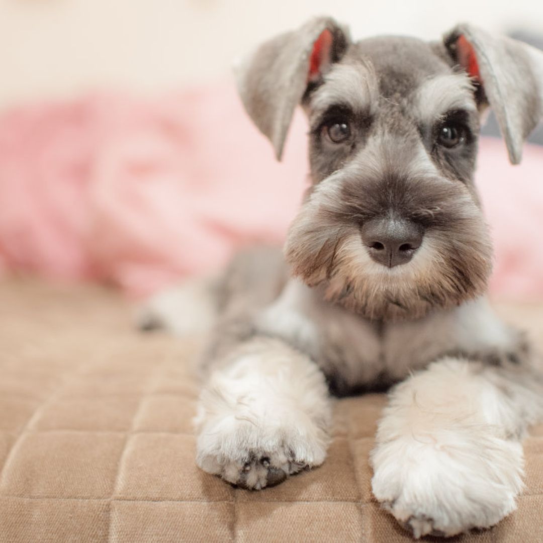 cuanto tiempo viven los caniches schnauzer