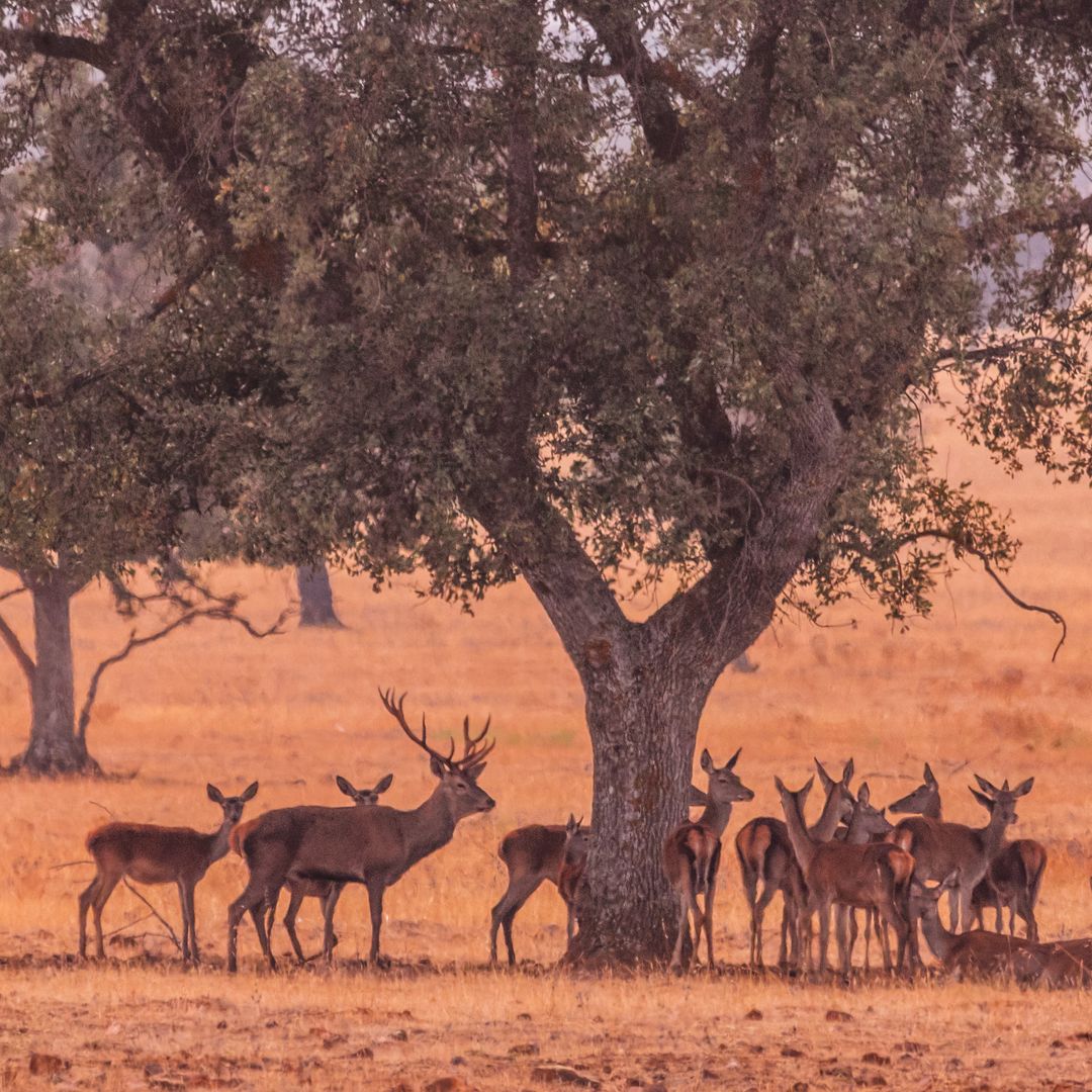 ciervos en el Parque Nacional de Cabañeros, Castilla-La Mancha
