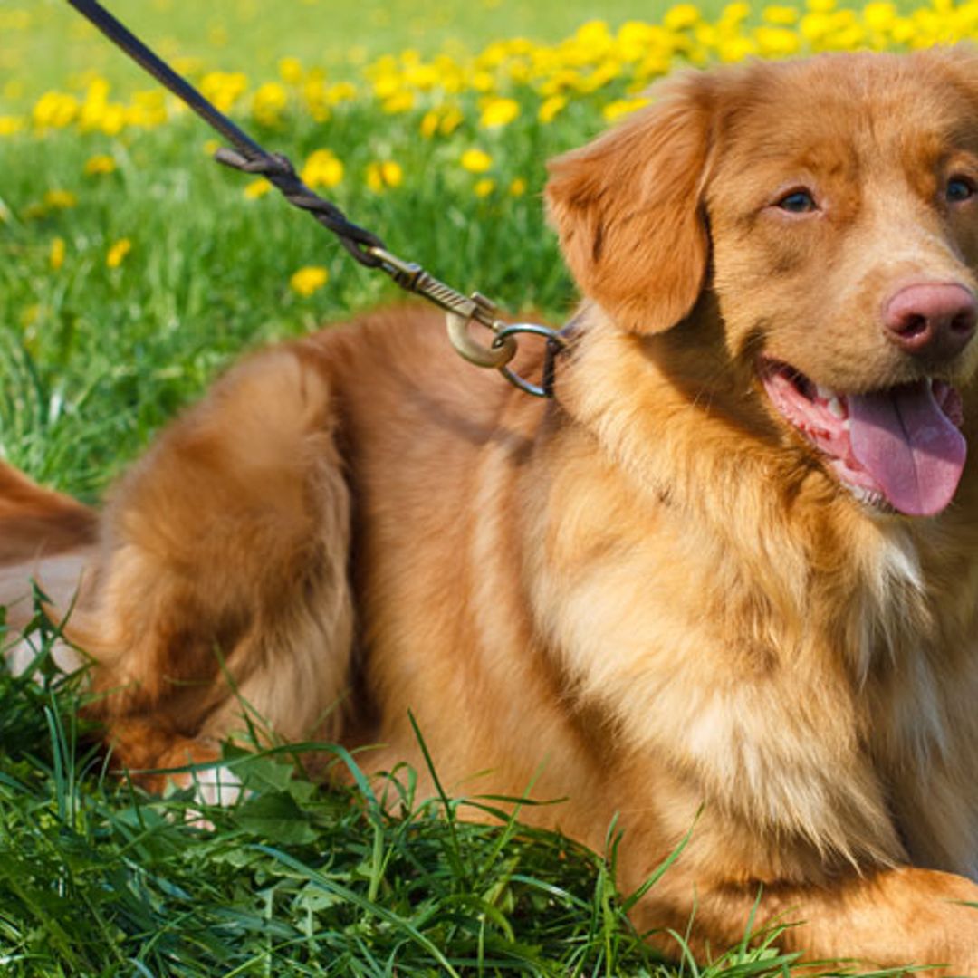 ¿Sabías que los perros pueden ayudarte si tienes diabetes?