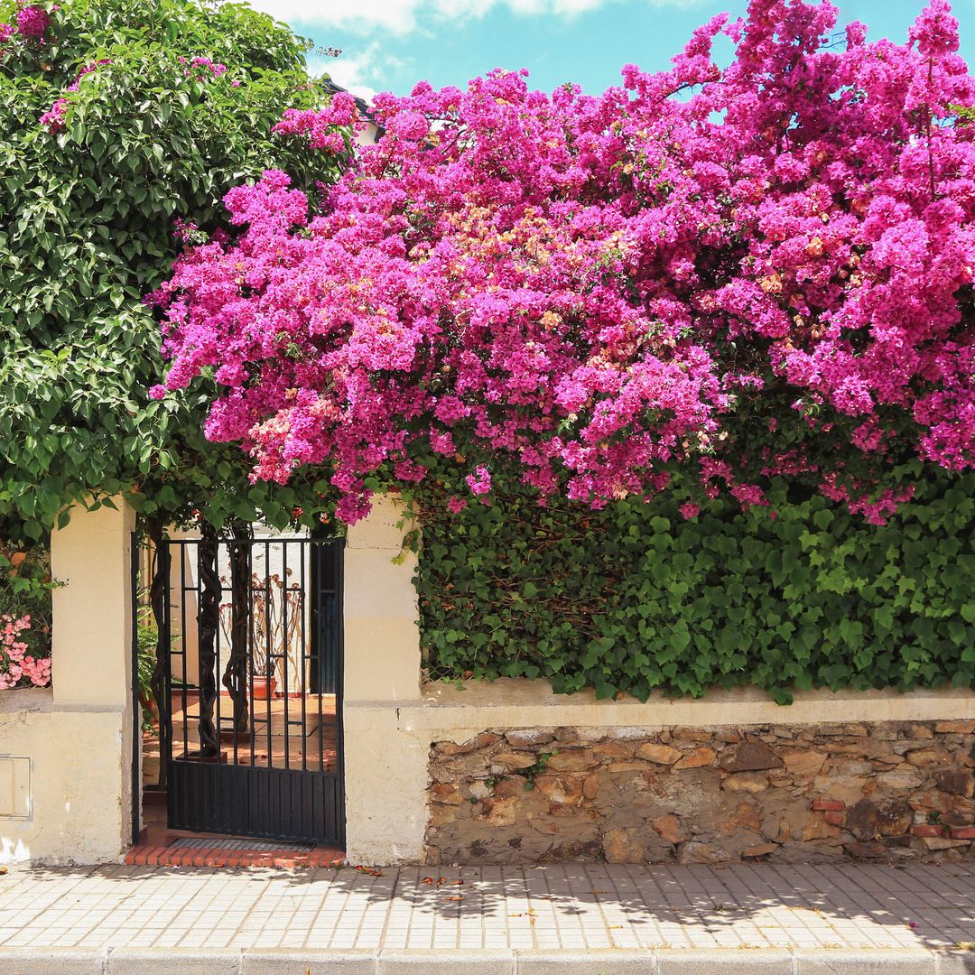 ¿Sabes cómo elegir las mejores plantas trepadoras para tu jardín en verano?