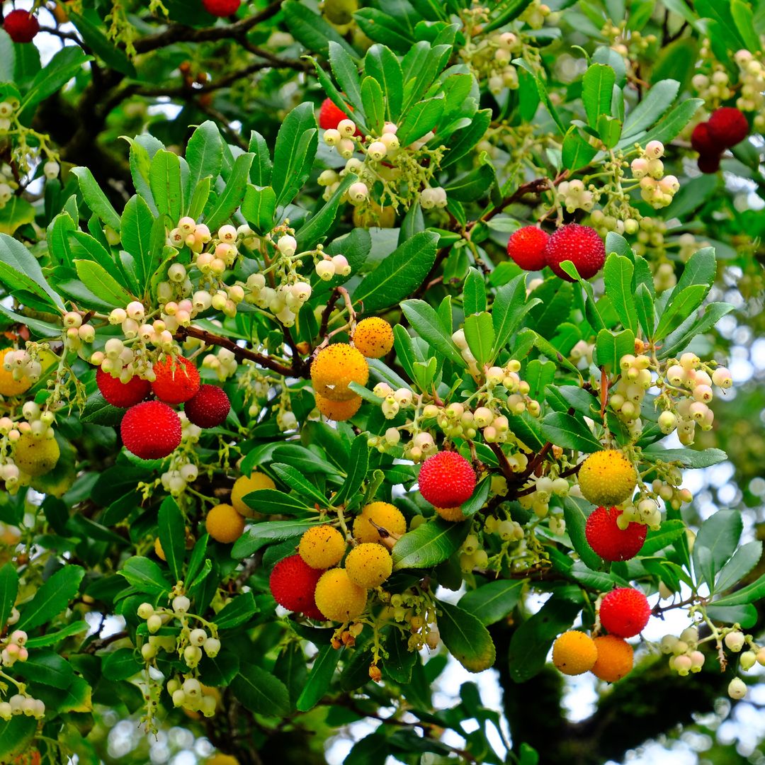 Este es el secreto para que tu jardín tenga color en otoño e invierno (y no son flores)