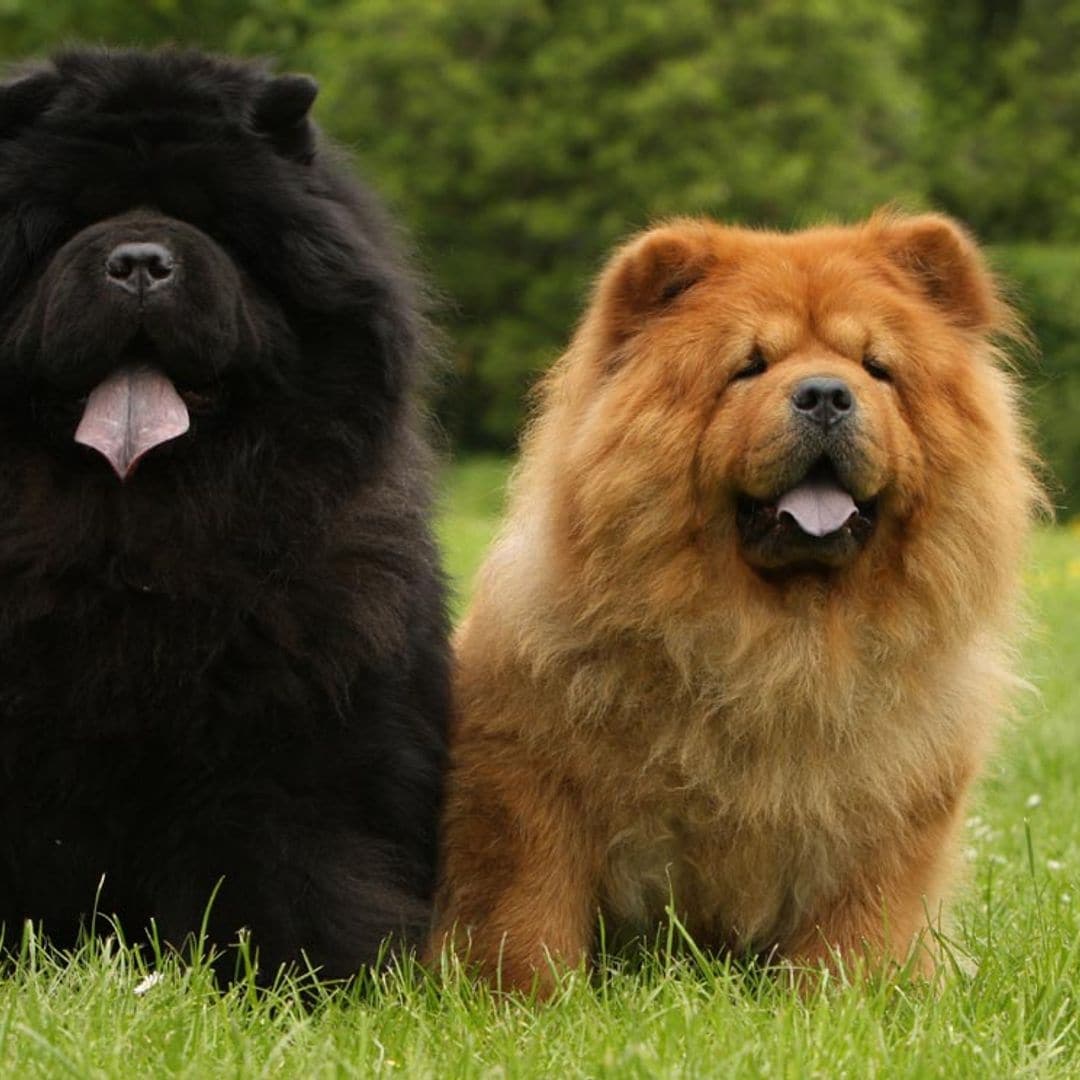 El chow chow, un curioso perro que presume de lengua azul