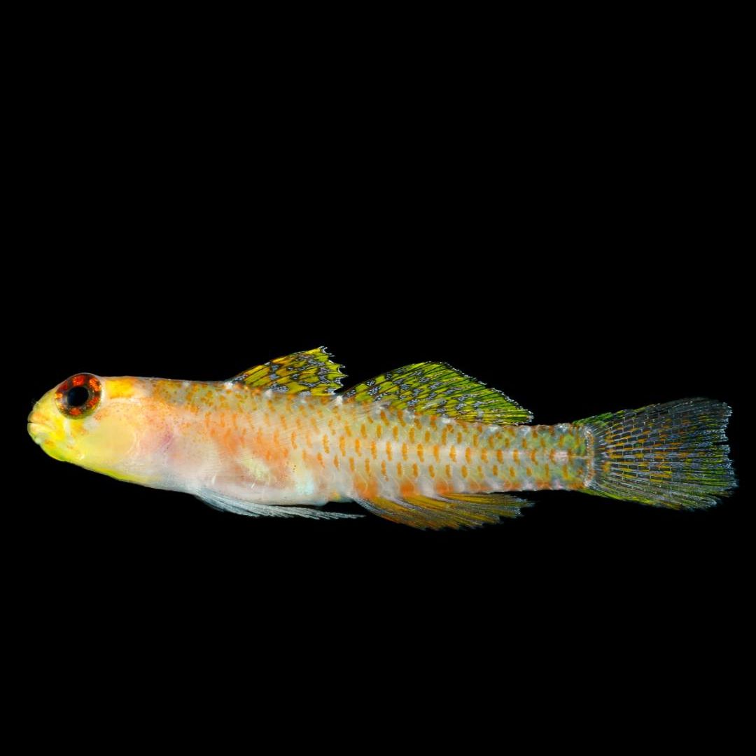 La diminuta Eviota sp. llamó inmediatamente la atención de los científicos por sus llamativos tonos melocotón, amarillos y naranjas, muy diferentes del color verde habitual de especies similares halladas en Australia