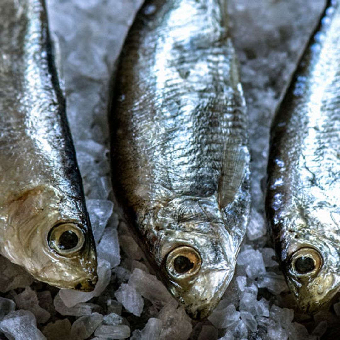¿Pescado blanco o pescado azul?