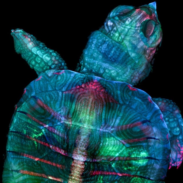 zgoda turtle